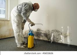 Best Environmental Consulting for Mold Prevention in USA